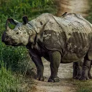 Kathmandu Chitwan Pokhara tour Kathmandu Chitwan Pokhara tour